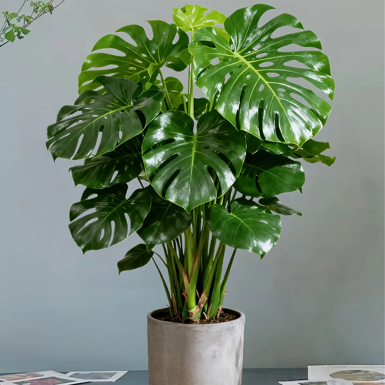 Artificial Monstera Deliciosa Plant with Realistic Split Leaves